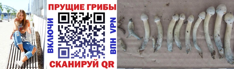 Галлюциногенные грибы Psilocybe  купить  сайты  Печоры 